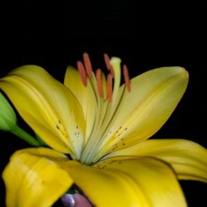 Meet your Posher, Anna